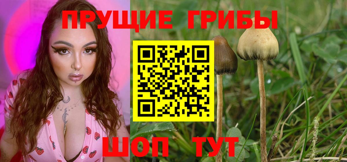 Урус-Мартан  Галлюциногенные грибы прущие грибы  Вход с VPN 